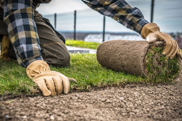 Landscaping Worker Installing New Natural Grass Turfs From a Roll. Close Up Photo. Building Residential Backyard Garden Lawn.